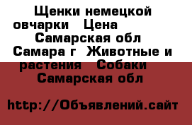 Щенки немецкой овчарки › Цена ­ 18 000 - Самарская обл., Самара г. Животные и растения » Собаки   . Самарская обл.